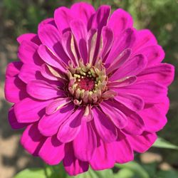 GardenView Flowers
