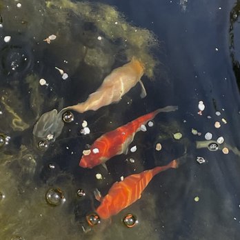 Tranquilbuzz Coffee House - Koi in the fountain - Coffee & Tea Near Me - Silver city, New Mexico Tranquilbuzz Coffee House - Koi in the fountain - Coffee & Tea Near Me - Silver city, New Mexico