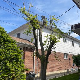The tree that was only to be trimmed and was totally destroyed