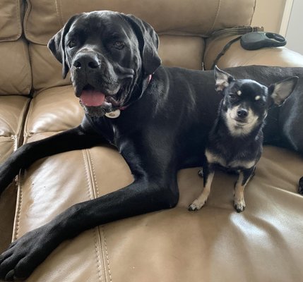 WAGGY RESORT - Updated May 2024 - 12 Photos & 14 Reviews - 638 SW Todd