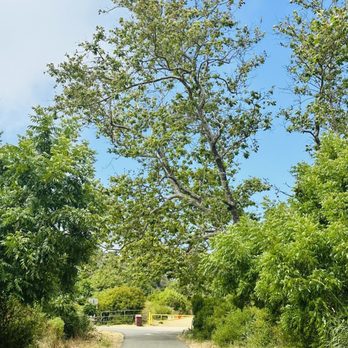Sycamore Canyon Campground - Parks Near Me - Malibu, California Sycamore Canyon Campground - Parks Near Me - Malibu, California