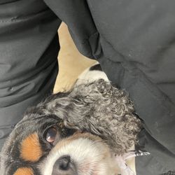 Hanover Park Animal Care Center - Luna's eye after grooming