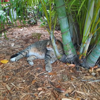 Ernest Hemingway Home  - So chonky - Museums Near Me - Key West, Florida