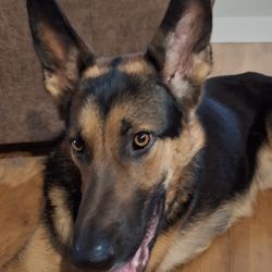 Whitemud Crossing Animal Hospital