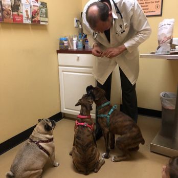 Best Vet - Veterinarians Near Me - Austin, Texas