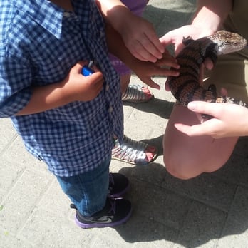 Toronto Zoo - Lizards at the front get to touch - Zoos Near Me - Toronto, Ontario Toronto Zoo - Lizards at the front get to touch - Zoos Near Me - Toronto, Ontario