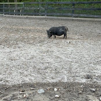 Bel Laurel Farm - Petting Zoos Near Me - Williamsburg, Virginia
