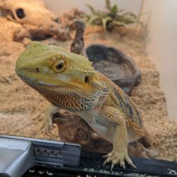 Burbank Scales N Tails