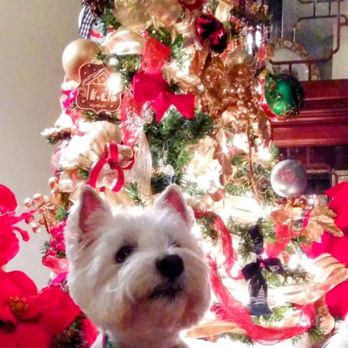 Shear Pawfection - Charlie after his Christmas groom. - Pet Groomers Near Me Shear Pawfection - Charlie after his Christmas groom. - Pet Groomers Near Me