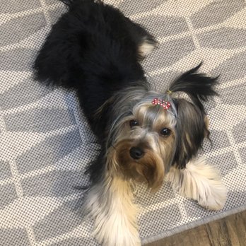 Pet Cuts - Pet Groomers Near Me - Napa, California Pet Cuts - Pet Groomers Near Me - Napa, California
