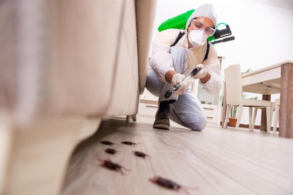 Cockroach Extermination - Cockroaches can compromise the hygiene level of your home. Bid farewell to this nuance by opting for cockroach extermination services at Frost Pest Control. Contact us for certified and trained roach removal professionals waiting to help you get them out of your home. Get an in-depth report describing our treatments and how you can protect your home and family from future infestation.