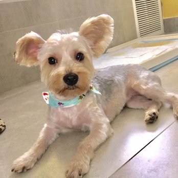 Doogi Grooming Truck - Pet Groomers Near Me - Miami, Florida Doogi Grooming Truck - Pet Groomers Near Me - Miami, Florida