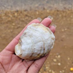 Elk Neck State Park - Sally sells seashells down by the seashore
