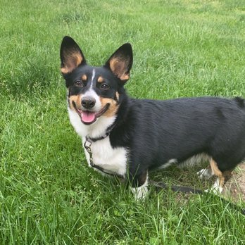 Let's Train - Dog - Pet Training Near Me - Toledo, Ohio