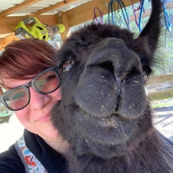 Smoky Mountain Llama Treks - Blackjack is a HAM. - Hiking Near Me - Cosby, Tennessee
