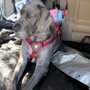 Photo of 360 Pet Cab