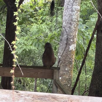 Silver Springs State Park - Tours Near Me - Silver Springs, Florida