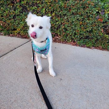 Venturing Pack Dog Services - Pet Training Near Me Venturing Pack Dog Services - Pet Training Near Me