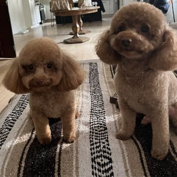 Pro Clipping - Pet Groomers Near Me