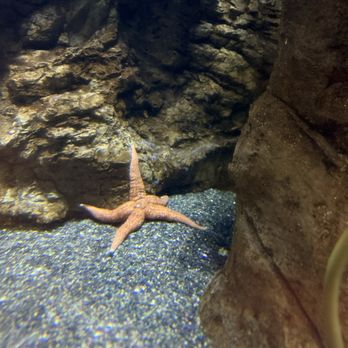Oregon Coast Aquarium - Aquariums Near Me - Newport, Oregon Oregon Coast Aquarium - Aquariums Near Me - Newport, Oregon