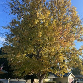 Alta Vista Landscaping and Tree Service - Front yard oak Before - Landscaping Near Me - Placerville, California