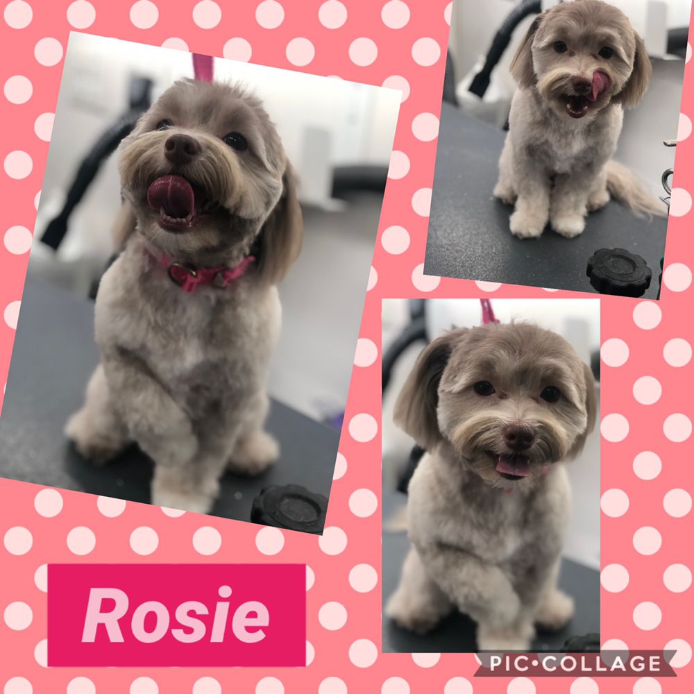 JUNGLE PET SPA FL MOBILE GROOMING 58 Photos & 12 Reviews Port St Lucie, Florida Pet