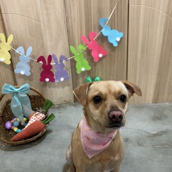 Allie & Paws - Pet Groomers Near Me - Downey, California