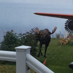 Lake Hood Inn - The moose!