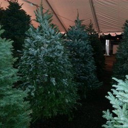 Buckelew Farms Christmas Trees - Nordman Fir