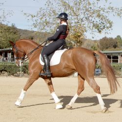 Rancho Potrero Community Equestrian Center - Lots of different disciplines are welcome here, which we love.