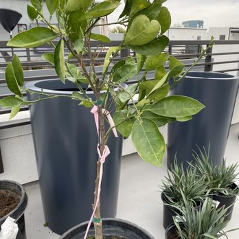 Moon Valley Nurseries - A very sad tree that cost over $200. - Tree Services Near Me - Irvine, California Moon Valley Nurseries - A very sad tree that cost over $200. - Tree Services Near Me - Irvine, California