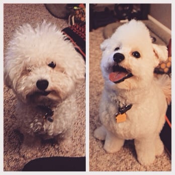 Dogs Will Play - Before and After. Doobie the Havanese-Poodle mix. He was rewarded with treats soon after! - Pet Groomers Near Me - Concord, California Dogs Will Play - Before and After. Doobie the Havanese-Poodle mix. He was rewarded with treats soon after! - Pet Groomers Near Me - Concord, California