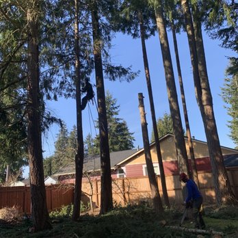 Arbor Tree Care - Tree Services Near Me - Olympia, Washington Arbor Tree Care - Tree Services Near Me - Olympia, Washington