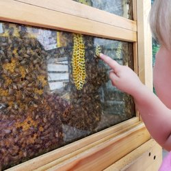 Gerald E. Eddy Discovery Center - Open bee colony in the discovery center.