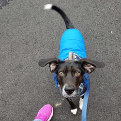 Walking Wet Noses - Bright eyed and ready for todays walk...