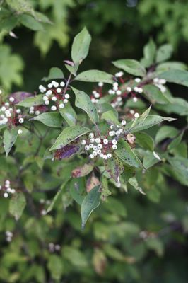 Gorman Nature Center by null