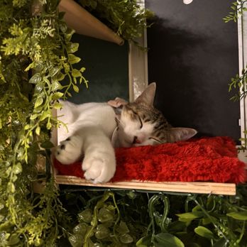 Sydney's Cat Lounge & Sanctuary - Pet Adoption Near Me - Austin, Texas