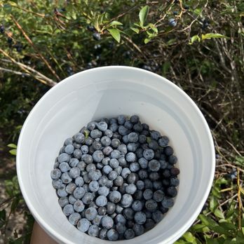 Moorhead's Blueberry Farm - Pick Your Own Farms Near Me - Conroe, Texas