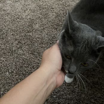 Pawsitive Pet Care - Pet Sitting Near Me Pawsitive Pet Care - Pet Sitting Near Me