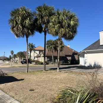MR Reliable Ground Works - Before tree trimming - Tree Services Near Me