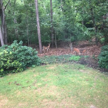 Tree & Land Masters - Before - Tree Services Near Me - Berlin, New Jersey