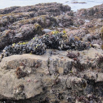 Fitzgerald Marine Reserve - Bed of Mussels - Parks Near Me - Moss Beach, California Fitzgerald Marine Reserve - Bed of Mussels - Parks Near Me - Moss Beach, California