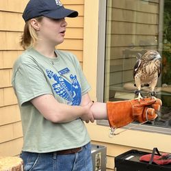 Boston Nature Center & Wildlife Sanctuary - Florence, the hawk did a meet and greet