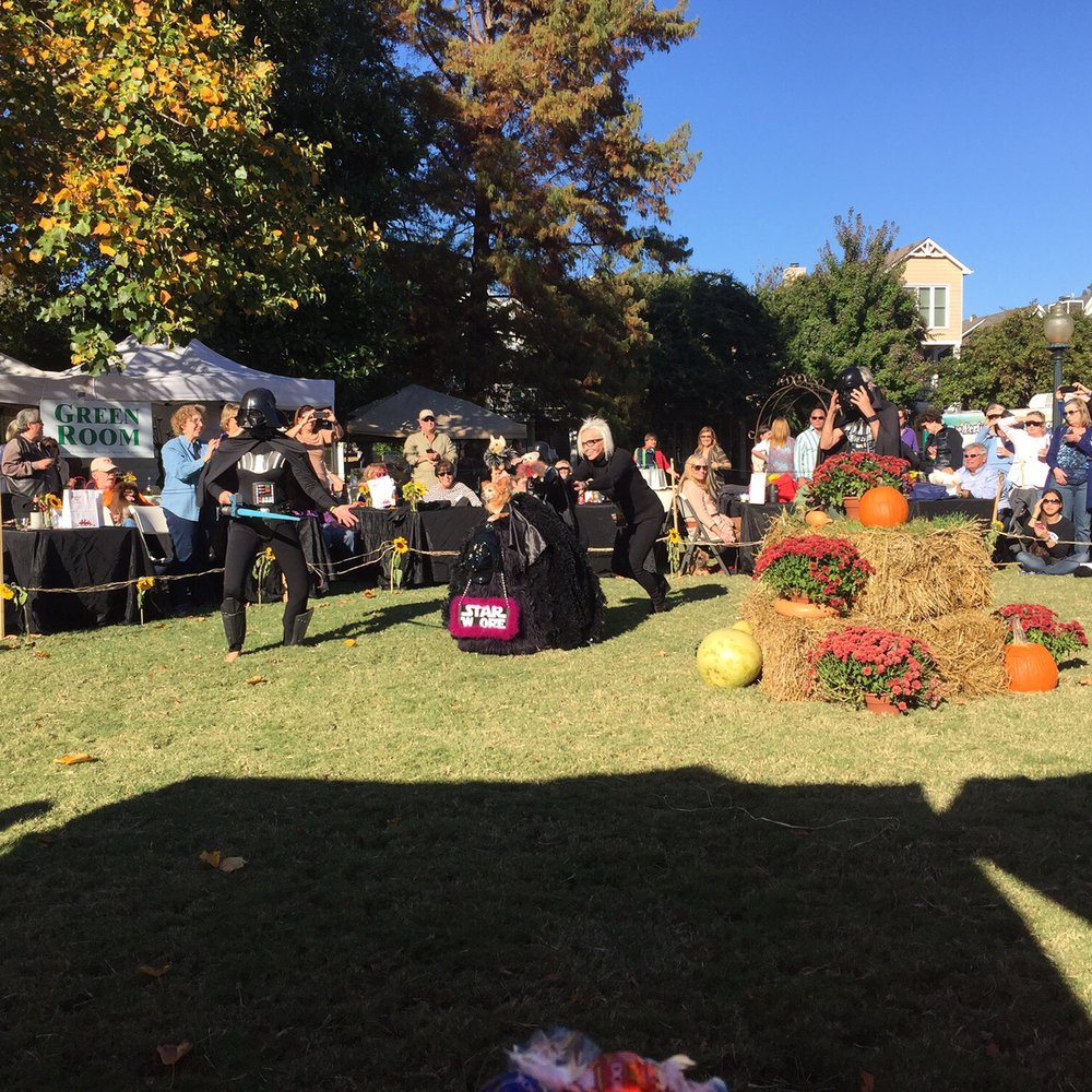 Harbor Town Dog Show - Festivals Near Me - Memphis, Tennessee