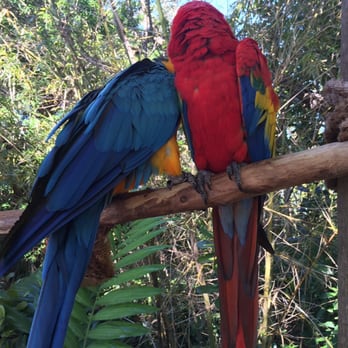 Jungle Island - Amusement Parks Near Me - Miami, Florida