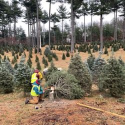 Rollie's Tree Farm - Our tree!