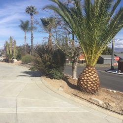 Hemet Tree Service