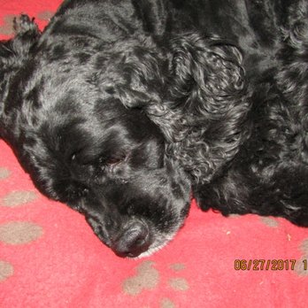 Castle Carpets & Interiors - Gypsy...sweet sleeping princess at Castle Carpet. - Carpeting Near Me - Ocala, Florida