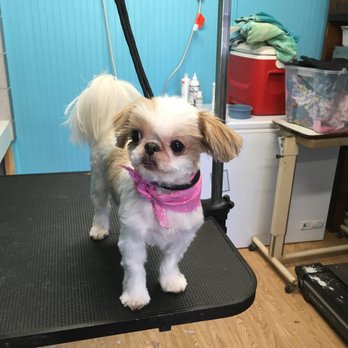 Menagerie Grooming Salon - Pet Groomers Near Me Menagerie Grooming Salon - Pet Groomers Near Me