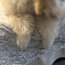 Peachtree Pets - Another